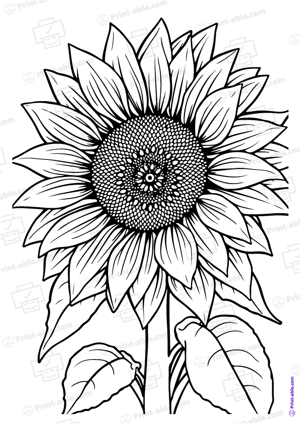 Sunflower Coloring Page