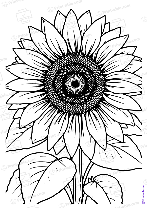 Sunflower Coloring Page