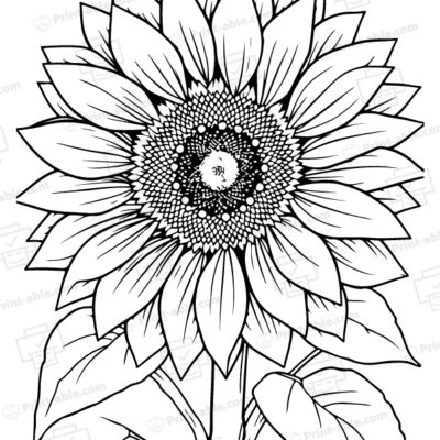 Sunflower Coloring Page