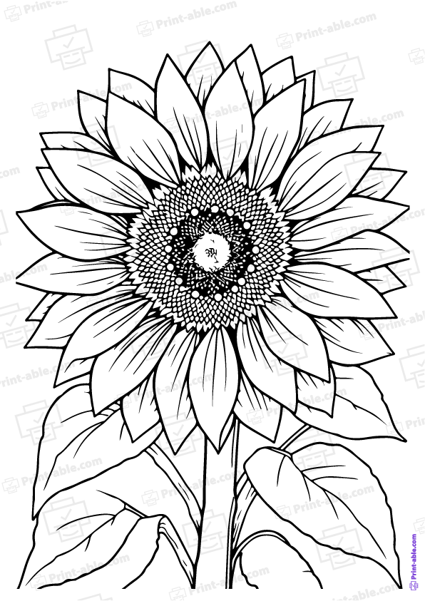 Sunflower Coloring Page