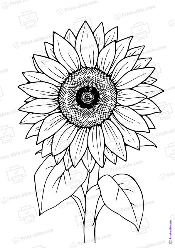 Sunflower Coloring Page