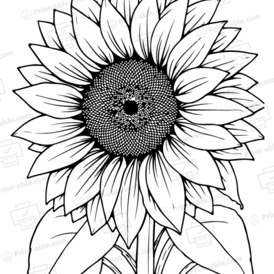 Sunflower Coloring Page