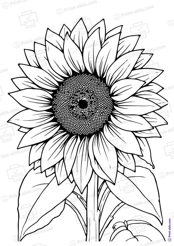 Sunflower Coloring Page