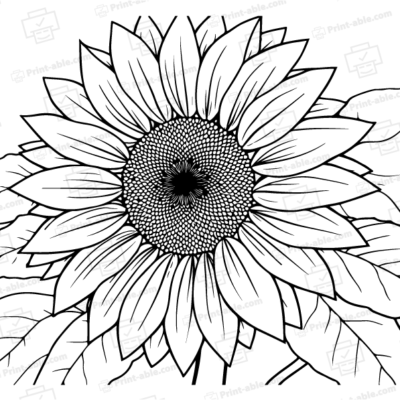 Sunflower Coloring Page